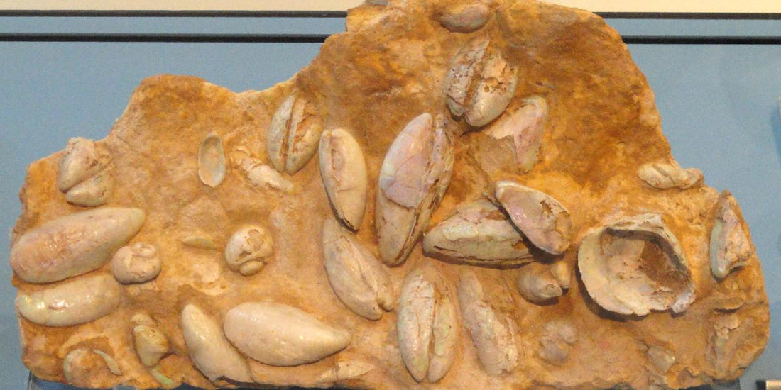 Opal Fossils and the Story of Eric The Dinosaur