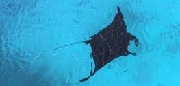 Manta Ray Featured Image