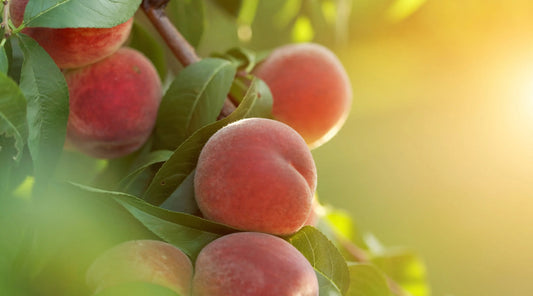 A Rather Peculiar Thing Happened