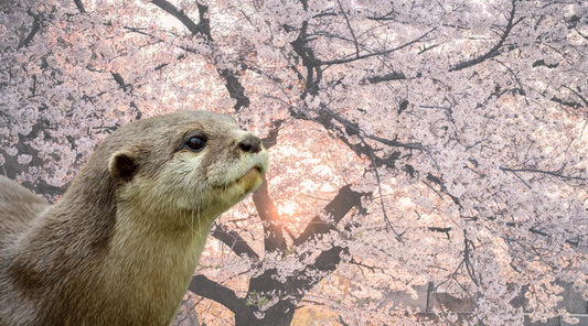 Otter & Cherry Blossoms