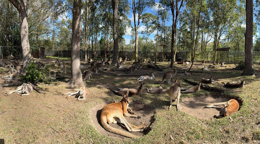 Kangaroos