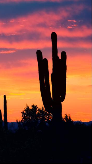 Tucson Gem Show